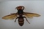 Vespa mandarinia?