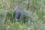 wildflowers