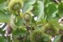 biggest acorns!