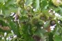 Mast Year for Acorns