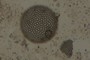 Diatom