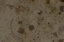 Diatoms