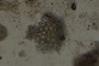 Radiolarian