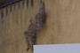 Dried Lavender