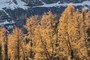 Larches and Mountain