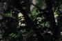 "Face in the Trees"