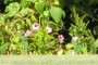 Morning Glories