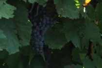 169389-210x140