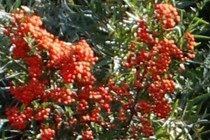 169425-210x140