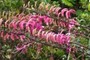 Koili Blossoms
