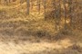 Aspen Leaves Flying in the wind