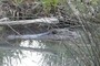 alligator