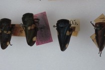 171748-210x140