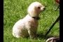 The Toy Poodle pup