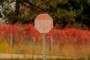 Stop Sign