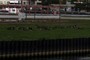 Canada Geese