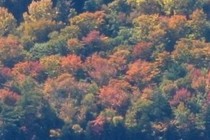 170962-210x140