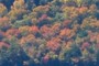 Flaming Foliage