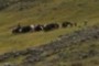 Yak