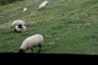 Sheep!