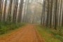 Path