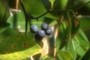 Berries