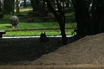 171856-210x140