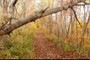 Trail