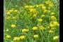 Birdsfoot trefoil