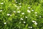 Canada anemone