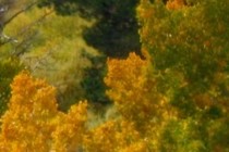 172276-210x140