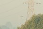 flying bird
