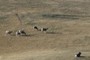 Mountain Sheep