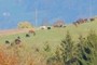 vaches