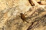 Lizard....