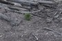 Babu trees