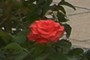 a beautiful flower