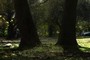 2 Trees