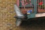 Pigeon in flight