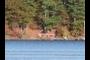 red canoe 