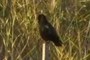Just a crow