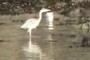 Little Egret