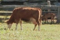 174341-210x140
