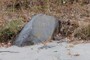 The engraved stone