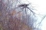 Herbs on the tree 