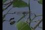 dragon fly?