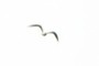 Seagull
