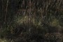 Cattails