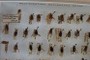 Phyllopalpus pulchellus Uhler, 1864