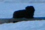 A dog